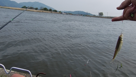 少し季節遅れのホンモロコ釣り